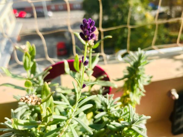 ANKETA O SRDÍČKA ❤️❤️❤️ Bylinky, koření a zdraví 🙂