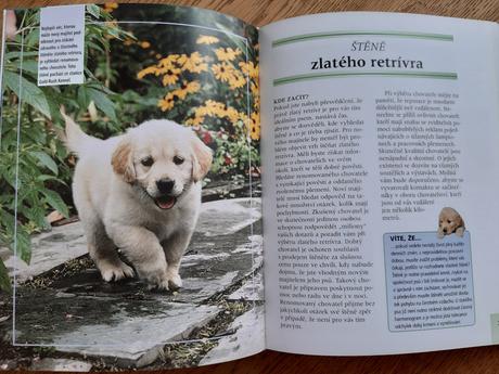Zlatý retrívr kniha.,