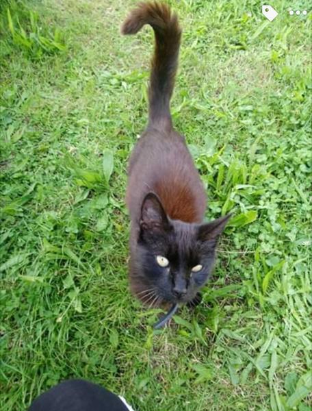 Nález kočičky Starý Kolín. Nehledá někdo?