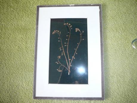 Obrázek ze sušených rostlin, 