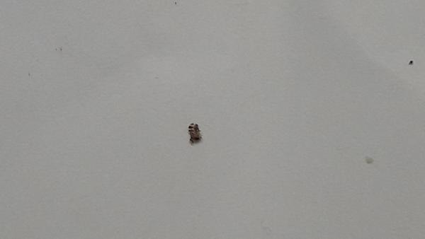 Může to být štěnice?