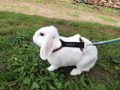 Posktroj - kšíry na králíka, 