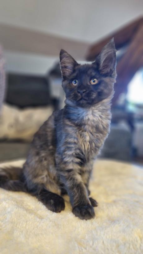 11ti týdenní mainská mývalí kočička s pp - pixi, 