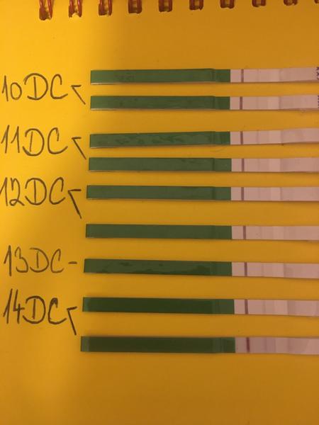 Ovulační test. Kdy podle testů do jde k ovulaci?