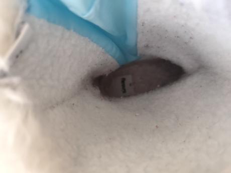 Sněhule frozen sinsay,vel.34, sinsay,34