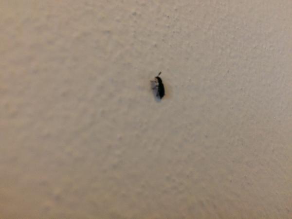 Škůdce brouk v bytě