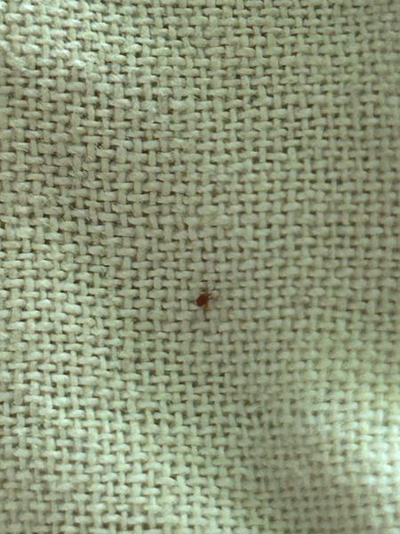 Co je červený brouček ve vašem domě?