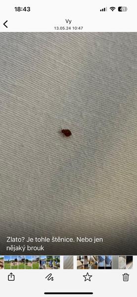 Štěnice ptačí v bytě: Jaké jsou vaše zkušenosti?