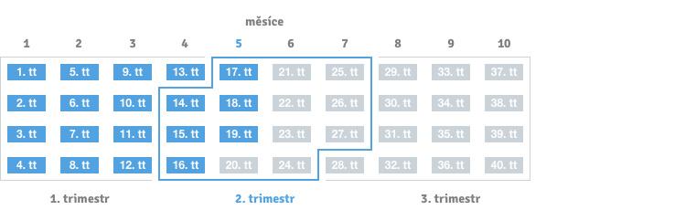 19. týden těhotenství