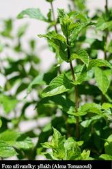 Máta v těhotenství