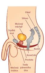 Svaly pánevního dna
