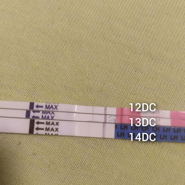 Znamená pozitivní ovulační test ovulaci?