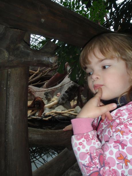 Vzorovaná mikina, bundička s motýlky, dopodopo,110