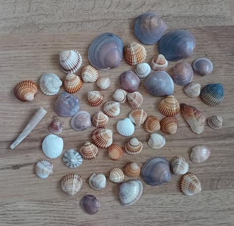 Mušle, 