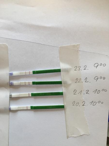 Kdy je ovulace a ideální čas pro snažení?