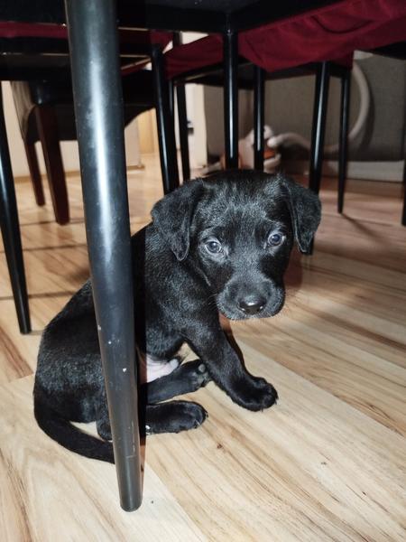 Jakou rasu má můj křížený pes?