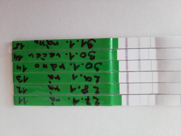 3 stejně pozitivní ovulační testy. Jak je to možné?