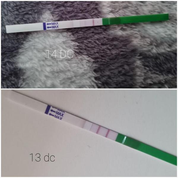 Otěhotnění teratozoospermia?