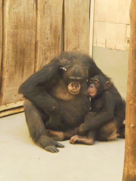 Chci vám ukázat krásu mateřské lásky 🙂