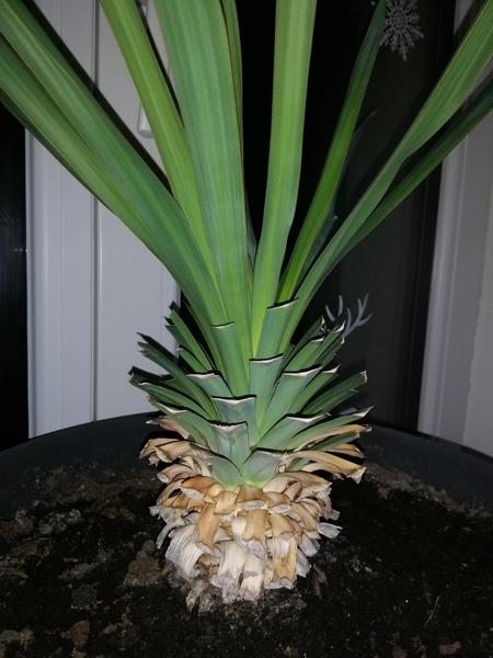 Druh palmy. Víte, jaký to je?