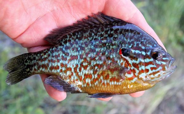 Poptavám menší rybky. Nabídnete?