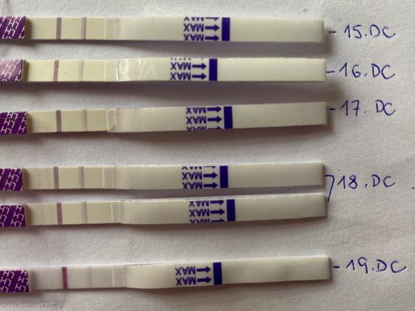 Ovulace, kontryhelový a maliníkový čaj. Testovat dál?