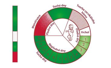 Creightonský model Creightonský model