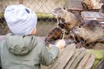Zoo Jihlava s dětmi. Doporučujete?