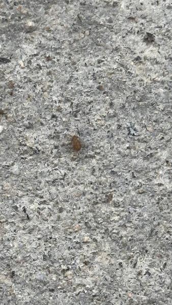 Identifikace malých broučků na balkoně: Pomozte s názorem