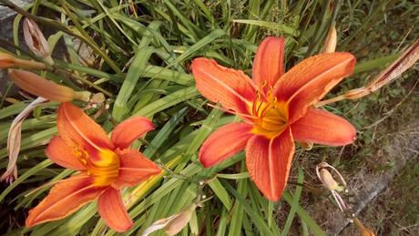 Denivka oranžová - sazenice, 