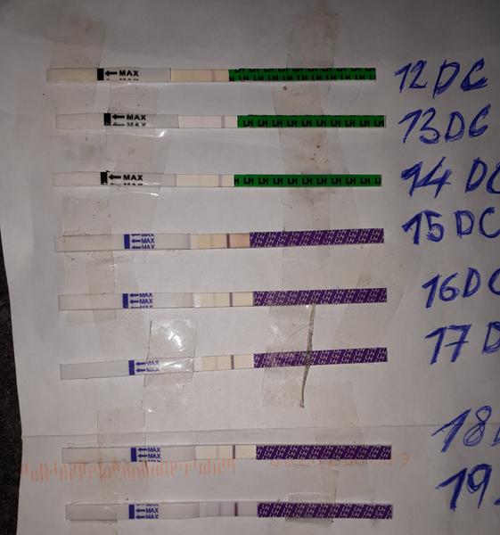 Ovulační test je pozitivní?