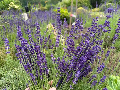 Levandule bio, 