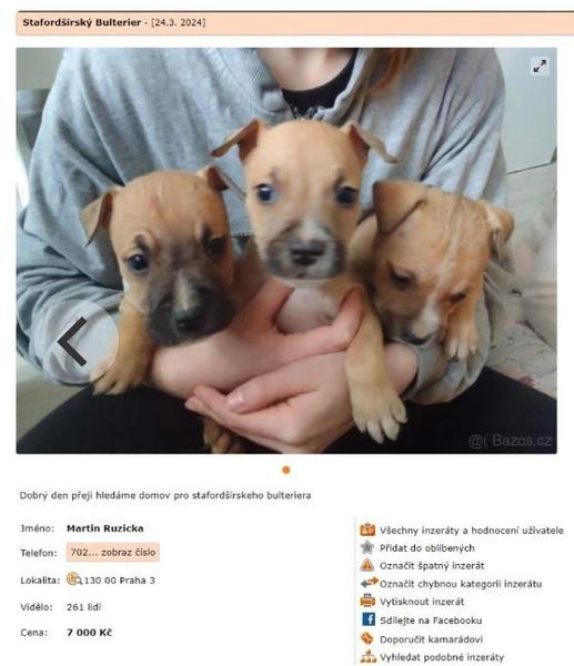 Podvodné nabídky stafordšírského bulteriéra. Jak se nenechat napálit?