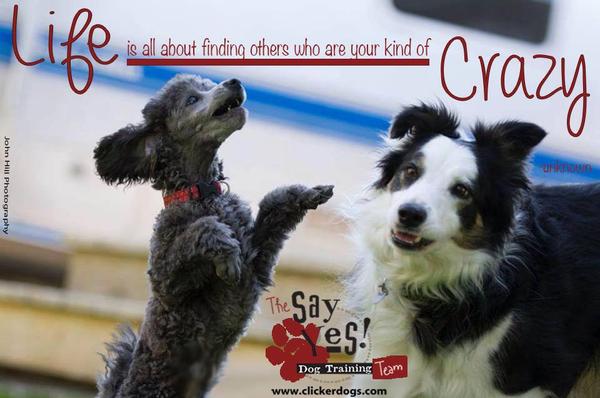 Klikr trénink a pozitivní motivace