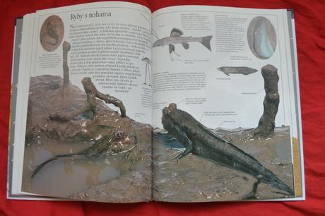 Kniha ryby,