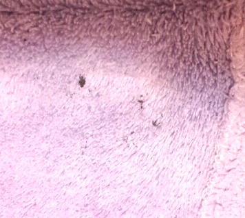 ++fleesová mikina envy+++, envy,134