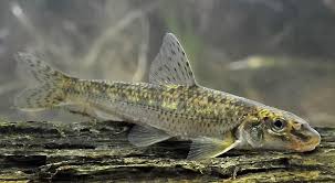 Poptavám menší rybky. Nabídnete?