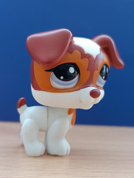 Lps jack russell teriér, 