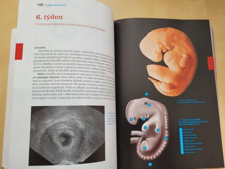 Kniha o těhotenství a dítěti, 
