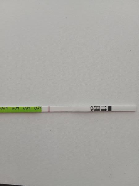 Rozpoznání rysky podle nenápadných znaků