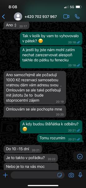 Podvodné nabídky stafordšírského bulteriéra. Jak se nenechat napálit?