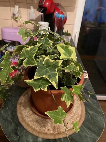 Název květiny. Nevíte, prosím?