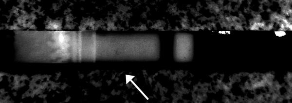 Je na této fotografii duch? Test byl negativní