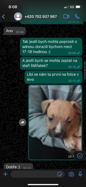 Podvodné nabídky stafordšírského bulteriéra. Jak se nenechat napálit?