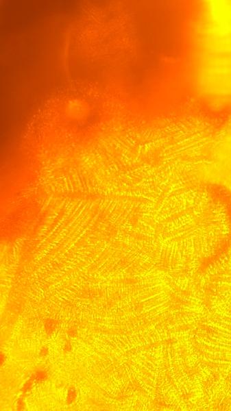 Ovulační testy ze slin, kapradiny 😃. Jaké máte zkušenosti?