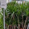 kupujete si v ikea kvetinyvydrzia vama