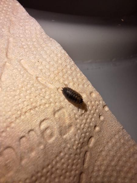 Je to štěnice nebo stínka? Jak to poznat podle fotky?