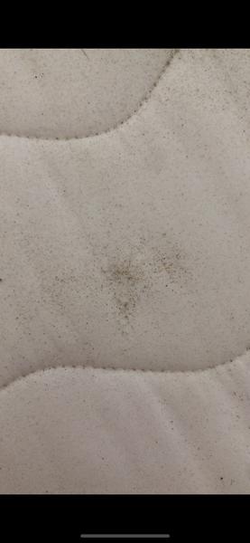 Jak poznat trus štěnice na matraci?