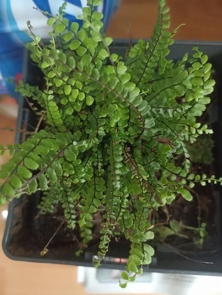 Jak identifikovat neznámou rostlinu ze získaného fota?