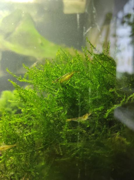 Sladkovodní krevetky neocaridina, 